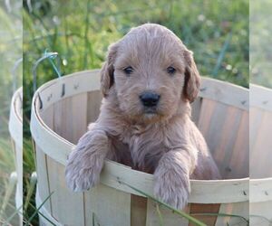 Goldendoodle Puppy for sale in CHAMBERSBURG, PA, USA