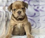 Small #2 English Bulldog-French Bulldog Mix