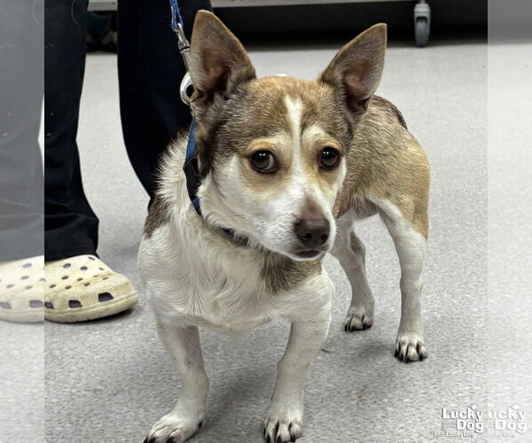 Medium Photo #1 Mutt Puppy For Sale in Washington, DC, USA