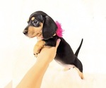 Small #1 Dachshund