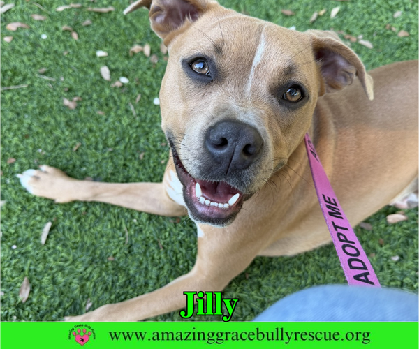 Medium Photo #1 American Pit Bull Terrier-Unknown Mix Puppy For Sale in Milton, FL, USA
