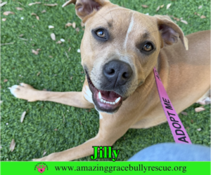 American Pit Bull Terrier-Unknown Mix Dogs for adoption in Milton, FL, USA