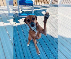 Mutt Dogs for adoption in Oakhurst, NJ, USA