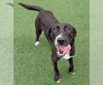 Small #2 Collie-Labrador Retriever Mix