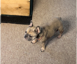Mother of the French Bulldog puppies born on 04/26/2025