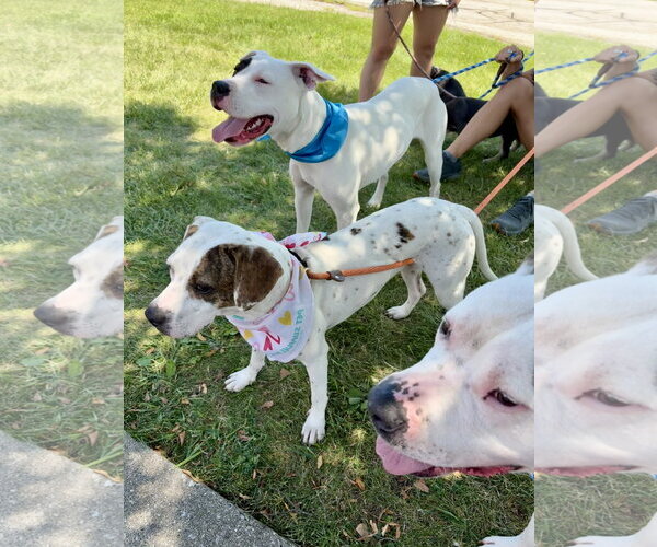 Medium Photo #4 Mutt Puppy For Sale in Techny, IL, USA