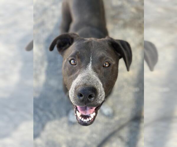 Medium Photo #2 American Pit Bull Terrier-Australian Cattle Dog Mix Puppy For Sale in Santa Maria, CA, USA