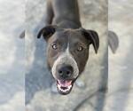 Small #1 American Pit Bull Terrier-Australian Cattle Dog Mix