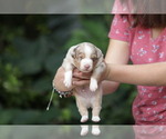 Small #1 Miniature Australian Shepherd