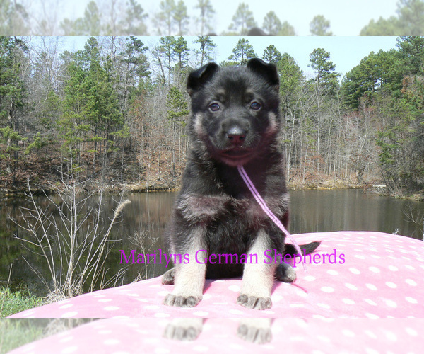 Medium Photo #3 German Shepherd Dog Puppy For Sale in PIEDMONT, MO, USA