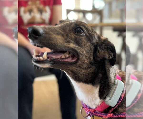 Medium Photo #2 Whippet Puppy For Sale in Cherry Hill, NJ, USA
