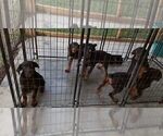 Small Photo #66 Rottweiler Puppy For Sale in RIEGELWOOD, NC, USA