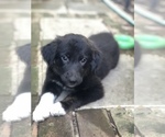 Small Photo #3 Border Collie-Golden Retriever Mix Puppy For Sale in OVERLAND PARK, KS, USA