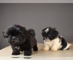 Small Photo #6 Shih Tzu Puppy For Sale in SCOTTSDALE, AZ, USA