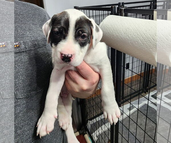 Medium Photo #1 Mutt Puppy For Sale in Fargo, ND, USA