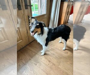 Collie Dogs for adoption in Pueblo West, CO, USA