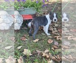 Small #2 Boston Terrier