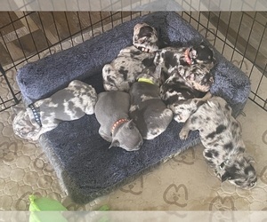 French Bulldog Puppy for Sale in NORTH MYRTLE BEACH, South Carolina USA