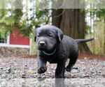 Small Photo #6 Labrador Retriever Puppy For Sale in PRESCOTT, OR, USA