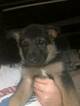Small Photo #5 German Shepherd Dog Puppy For Sale in ROANOKE, VA, USA