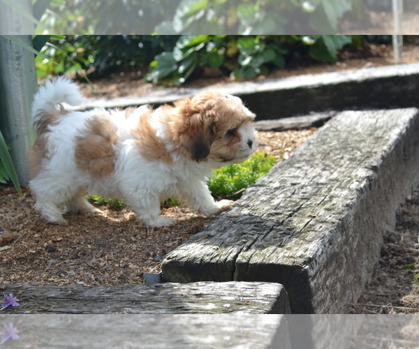 Medium Photo #1 Mal-Shi Puppy For Sale in GREENWOOD, WI, USA