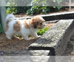 Puppy Brody Mal-Shi