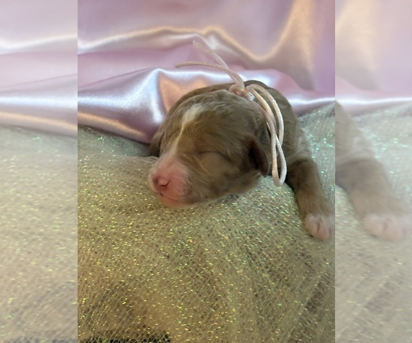 Medium Photo #2 Goldendoodle (Miniature) Puppy For Sale in SAINT MARYS, KS, USA
