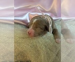 Small #1 Goldendoodle (Miniature)