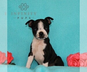 Boston Terrier Puppy for sale in NOTTINGHAM, PA, USA