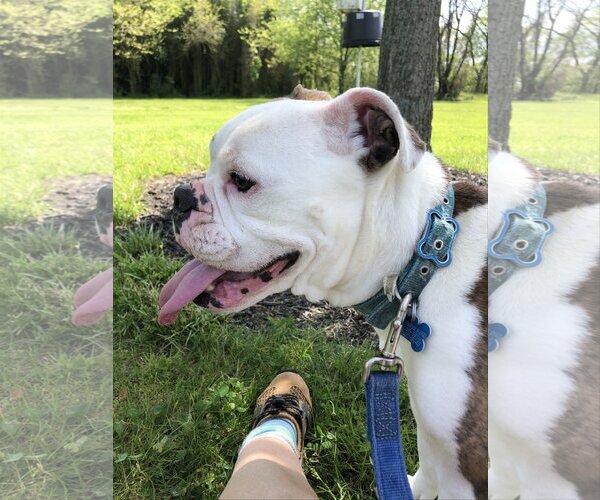 Medium Photo #4 Bulldog Puppy For Sale in Landenberg, PA, USA