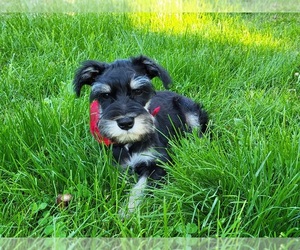 Schnauzer (Miniature) Puppy for Sale in FOUNTAIN CITY, Indiana USA