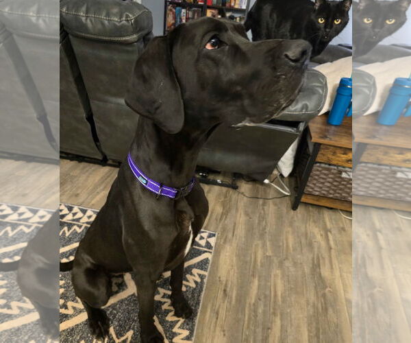 Medium Photo #3 Great Dane Puppy For Sale in Newfoundland, PA, USA