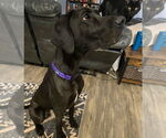 Small #2 Great Dane