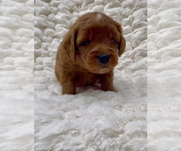 Medium Photo #2 Goldendoodle (Miniature) Puppy For Sale in RANDOLPH, WI, USA