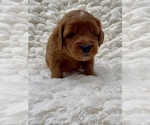 Small #1 Goldendoodle (Miniature)