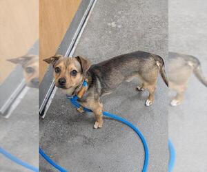 Chihuahua Dog for Adoption in Forestville, Maryland USA