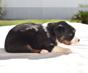 Miniature Australian Shepherd Puppy for sale in PALM COAST, FL, USA
