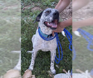 Patches - Female Brittany-Unknown Mix Dog for Adoption - Photo #3