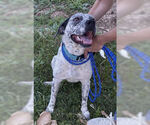 Small Photo #3 Brittany-Unknown Mix Puppy For Sale in Mt. Laurel, NJ, USA