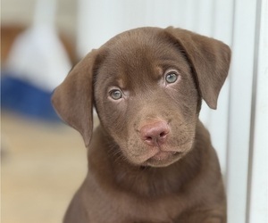 Labrador Retriever Puppy for Sale in SPOTSYLVANIA, Virginia USA