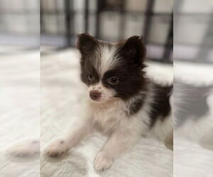 Pomeranian Dogs for adoption in Decatur, IL, USA