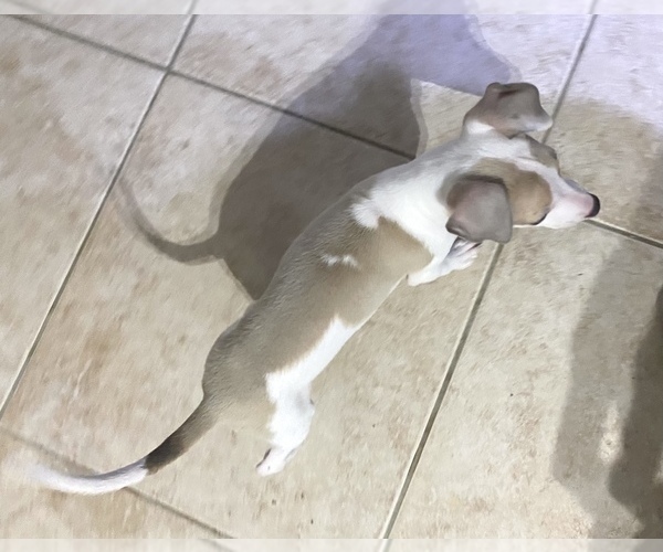 Medium Photo #16 Italian Greyhound Puppy For Sale in BROOKLYN, NY, USA