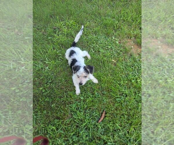 Medium Photo #5 Maltese-Unknown Mix Puppy For Sale in Westminster, MD, USA