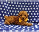 Small Photo #5 Poodle (Miniature) Puppy For Sale in KINZERS, PA, USA