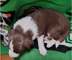 Small #13 Border Collie
