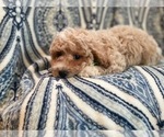 Small Photo #15 Bichpoo Puppy For Sale in LAKELAND, FL, USA