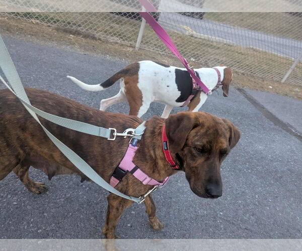 Medium Photo #5 Plott Hound-Unknown Mix Puppy For Sale in Mechanicsburg, PA, USA