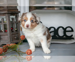 Small #1 Australian Shepherd