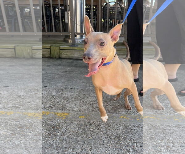 Medium Photo #7 American Pit Bull Terrier-Unknown Mix Puppy For Sale in Oakhurst, NJ, USA