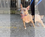 Small #6 American Pit Bull Terrier Mix